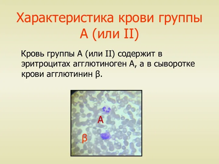 Характеристика крови группы А (или II) Кровь группы А (или