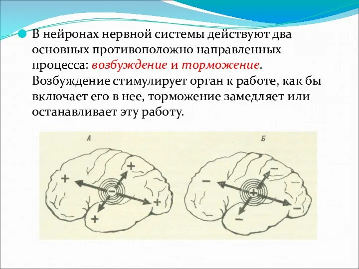 В нейронах нервной системы действуют два основных противоположно направленных процесса: