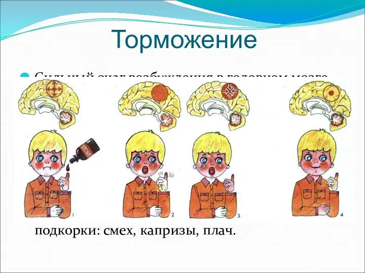 Торможение Сильный очаг возбуждения в головном мозге вызывает вокруг себя