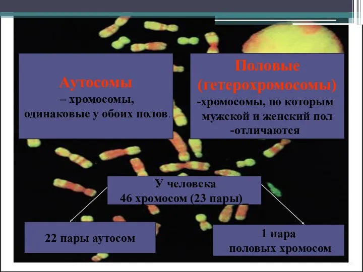 Хромосомы Аутосомы – хромосомы, одинаковые у обоих полов. Половые (гетерохромосомы)