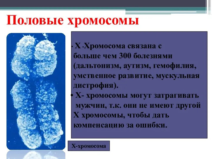 Половые хромосомы Х-хромосома Х -Хромосома связана с больше чем 300