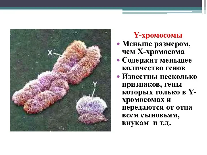 Половые хромосомы Y-хромосомы Меньше размером, чем Х-хромосома Содержит меньшее количество