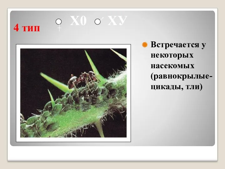 4 тип Встречается у некоторых насекомых (равнокрылые- цикады, тли) Х0 ХУ