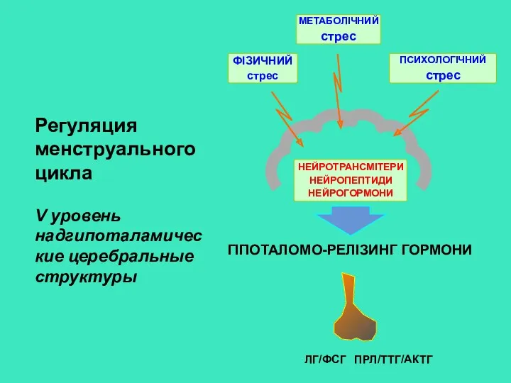 Регуляция менструального цикла V уровень надгипоталамические церебральные структуры