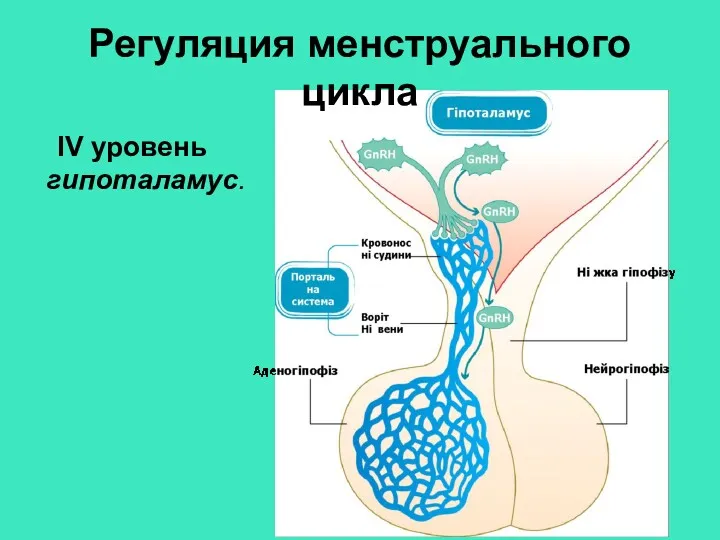 Регуляция менструального цикла IV уровень гипоталамус.