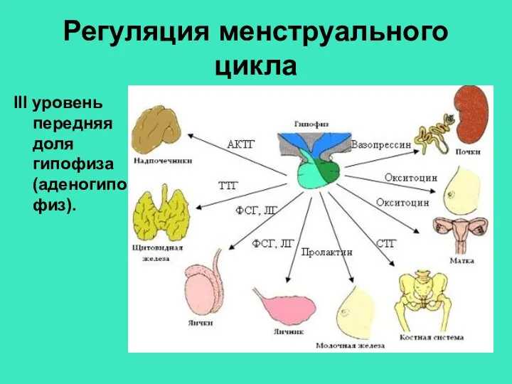 Регуляция менструального цикла III уровень передняя доля гипофиза (аденогипофиз).