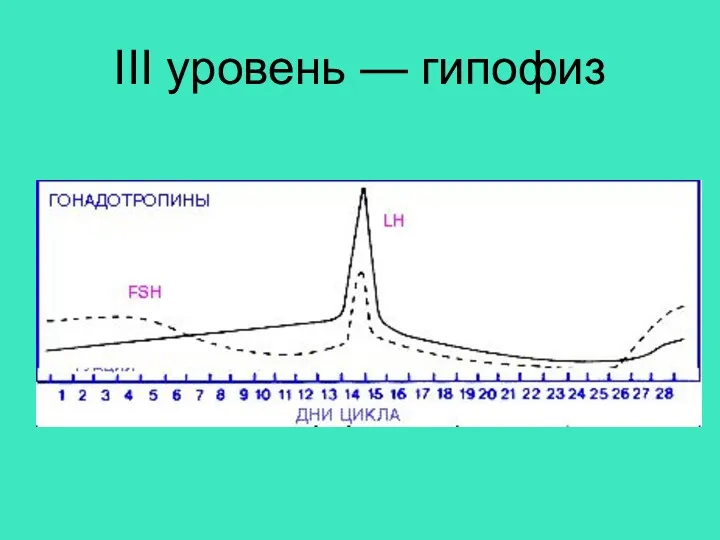 III уровень — гипофиз