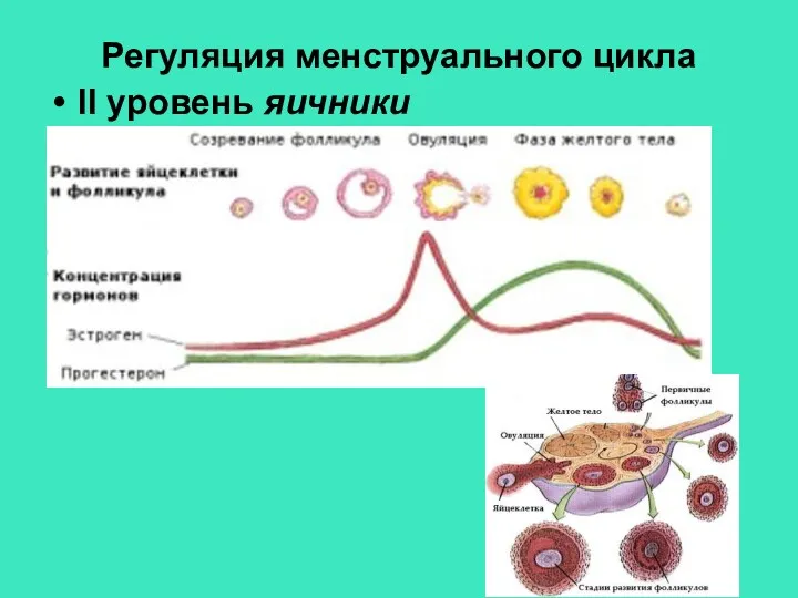 Регуляция менструального цикла II уровень яичники