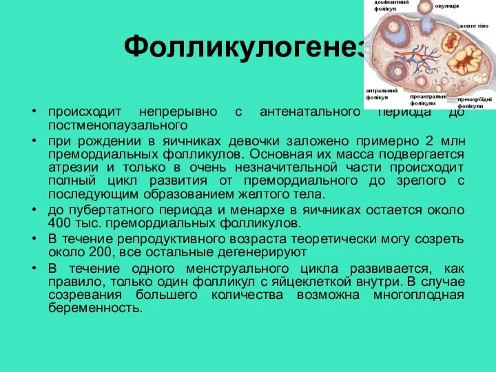 Фолликулогенез происходит непрерывно с антенатального периода до постменопаузального при рождении