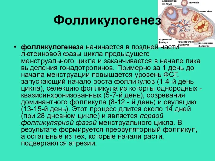 Фолликулогенез фолликулогенеза начинается в поздней части лютеиновой фазы цикла предыдущего