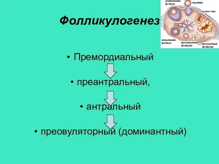 Фолликулогенез Премордиальный преантральный, антральный преовуляторный (доминантный)