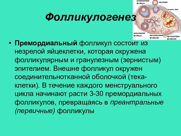 Фолликулогенез Премордиальный фолликул состоит из незрелой яйцеклетки, которая окружена фолликулярным