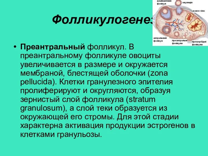 Фолликулогенез Преантральный фолликул. В преантральному фолликуле овоциты увеличивается в размере