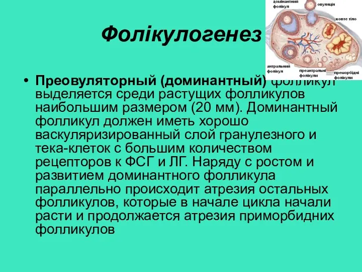 Фолікулогенез Преовуляторный (доминантный) фолликул выделяется среди растущих фолликулов наибольшим размером