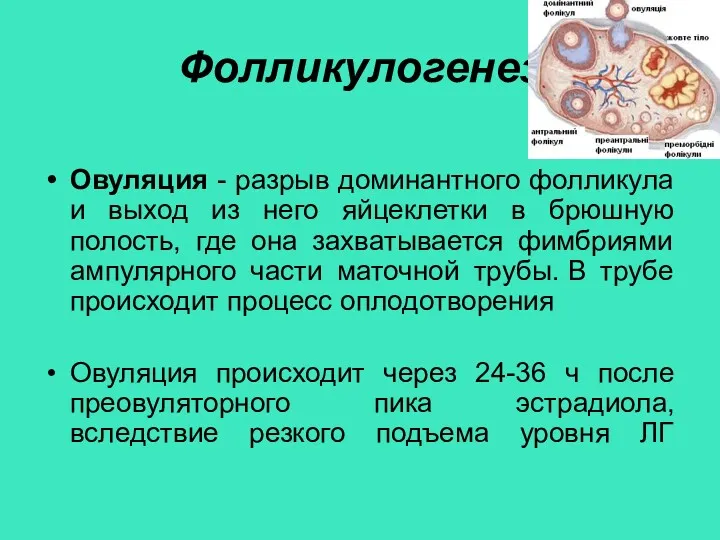 Фолликулогенез Овуляция - разрыв доминантного фолликула и выход из него