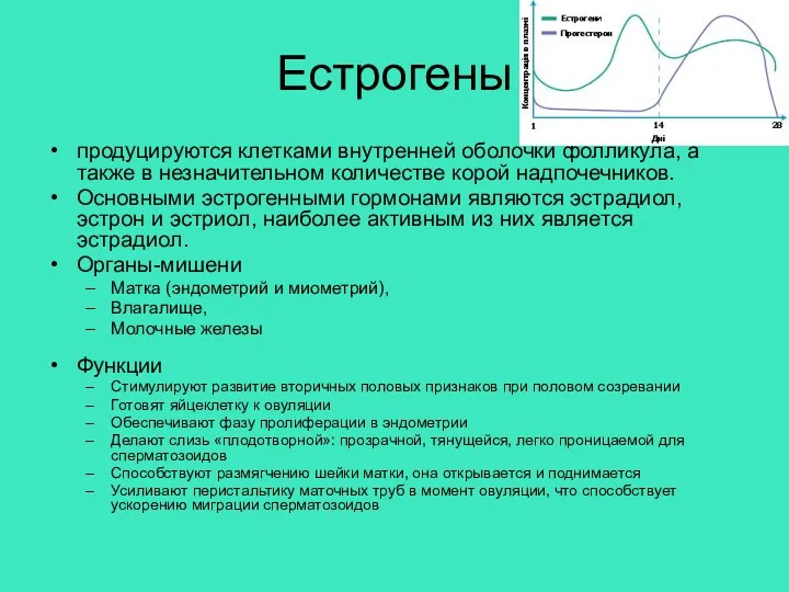 Естрогены продуцируются клетками внутренней оболочки фолликула, а также в незначительном