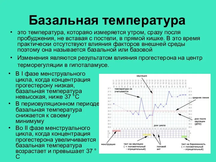 Базальная температура В І фазе менструального цикла, когда концентрация прогестерону