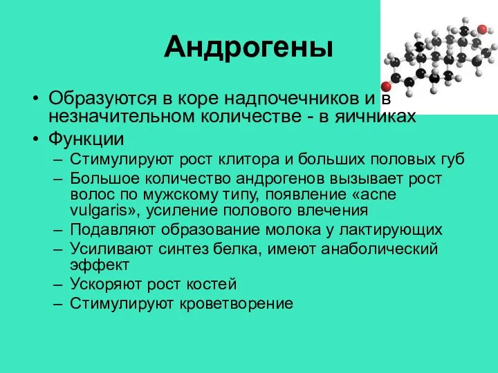 Андрогены Образуются в коре надпочечников и в незначительном количестве -