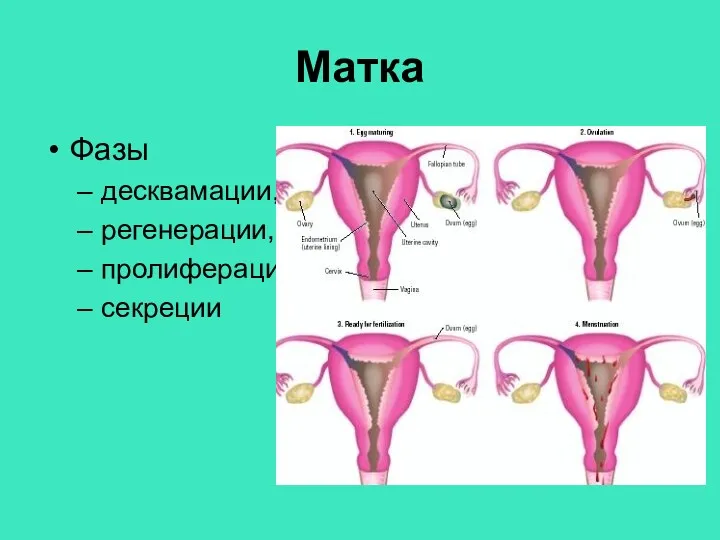 Матка Фазы десквамации, регенерации, пролиферации секреции