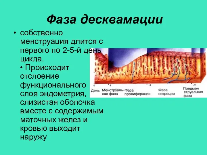 Фаза десквамации собственно менструация длится с первого по 2-5-й день