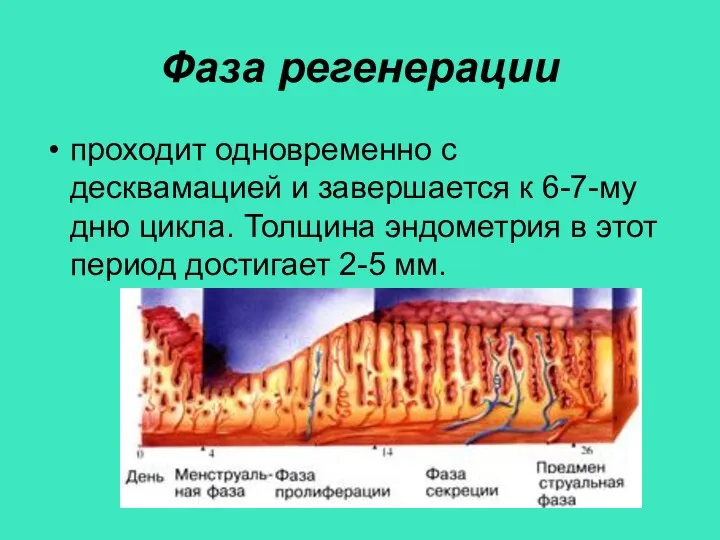 Фаза регенерации проходит одновременно с десквамацией и завершается к 6-7-му