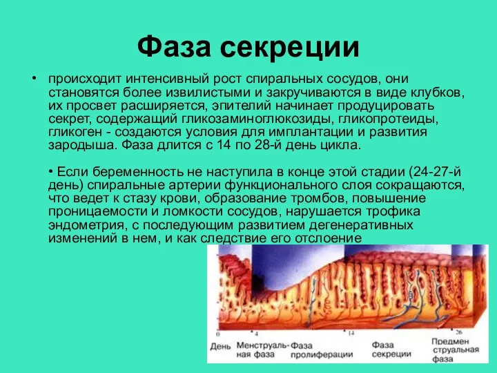 Фаза секреции происходит интенсивный рост спиральных сосудов, они становятся более