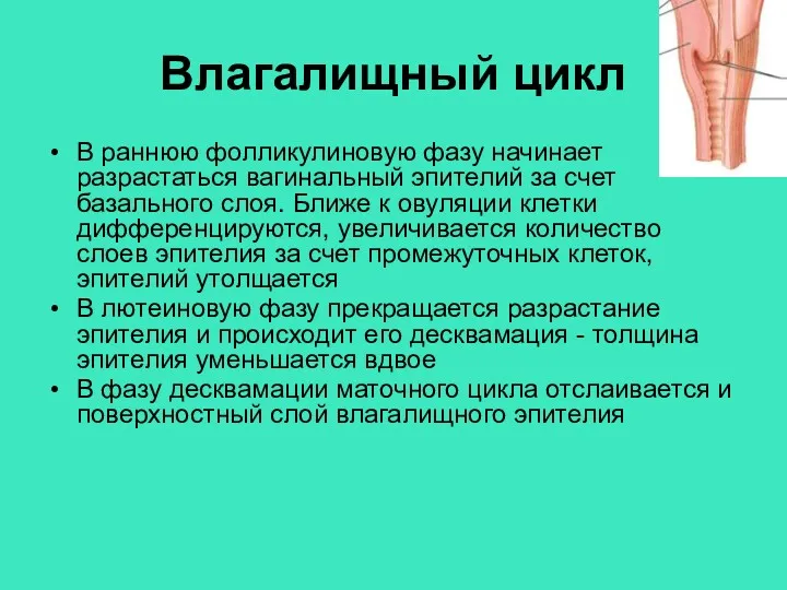 Влагалищный цикл В раннюю фолликулиновую фазу начинает разрастаться вагинальный эпителий