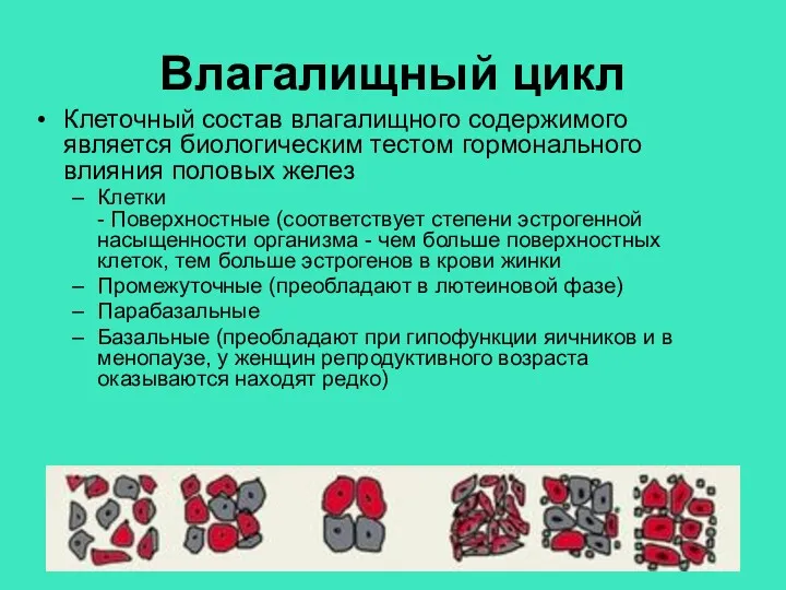 Влагалищный цикл Клеточный состав влагалищного содержимого является биологическим тестом гормонального