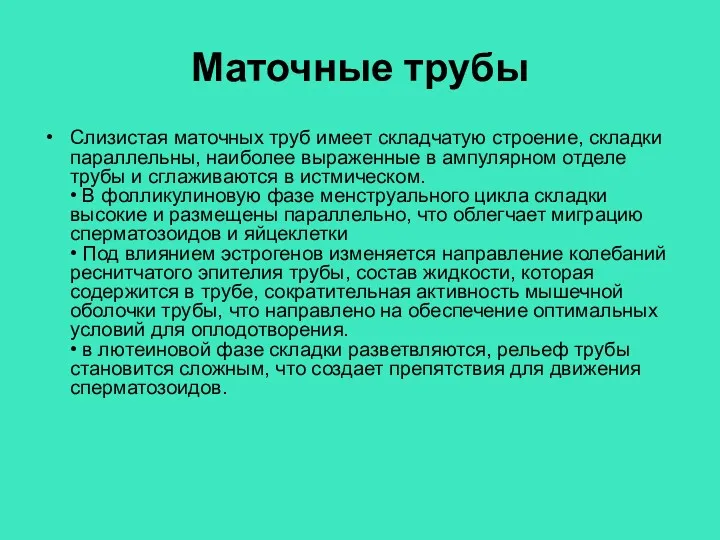 Маточные трубы Слизистая маточных труб имеет складчатую строение, складки параллельны,