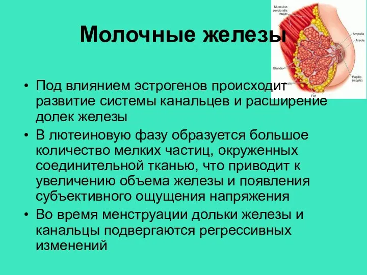 Молочные железы Под влиянием эстрогенов происходит развитие системы канальцев и