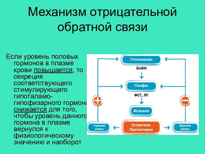 Механизм отрицательной обратной связи Если уровень половых гормонов в плазме