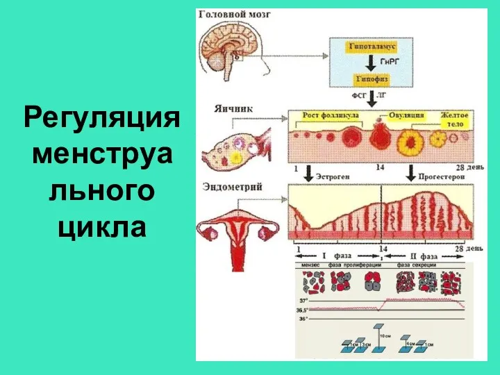 Регуляция менструального цикла