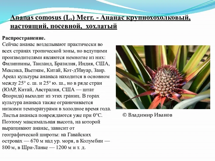 Ananas comosus (L.) Merr. - Ананас крупнохохолковый, настоящий, посевной, хохлатый