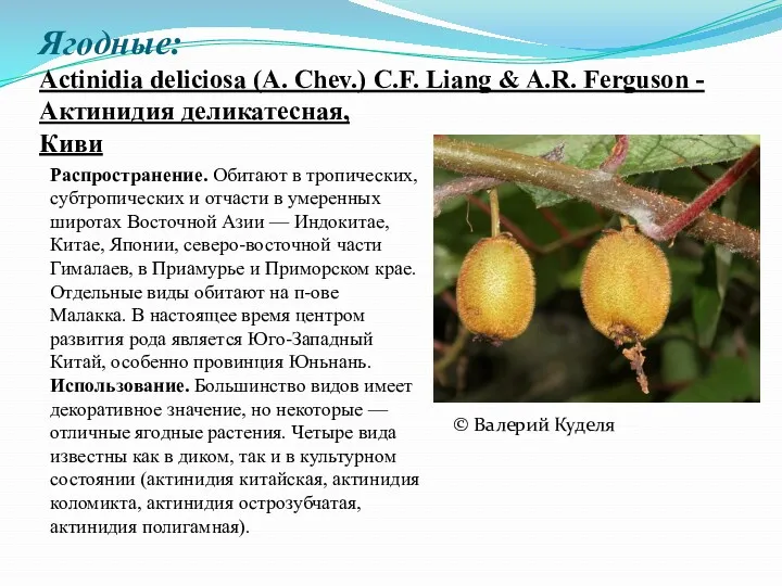 Ягодные: Actinidia deliciosa (A. Chev.) C.F. Liang & A.R. Ferguson