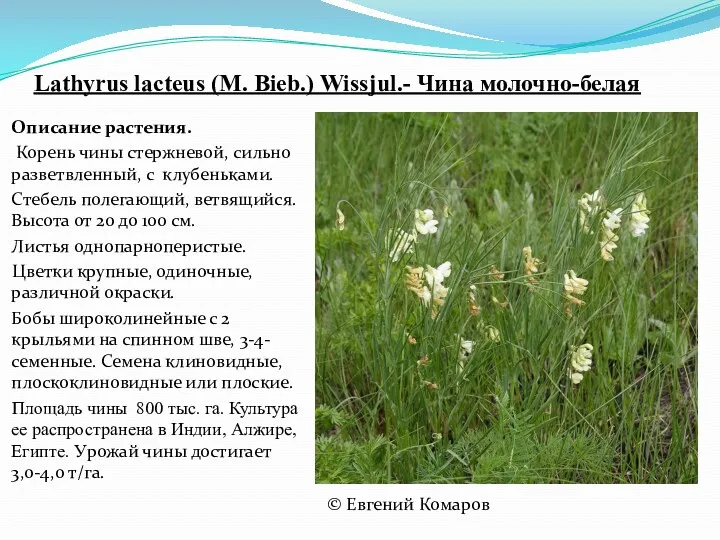 Lathyrus lacteus (M. Bieb.) Wissjul.- Чина молочно-белая Описание растения. Корень