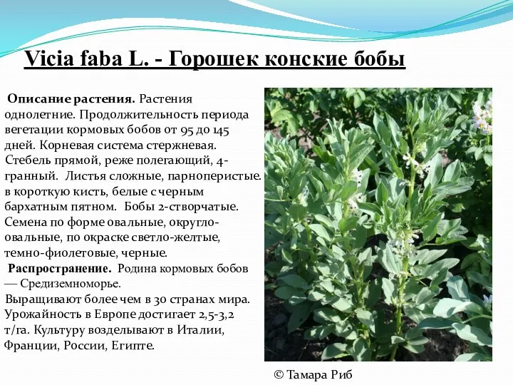 Vicia faba L. - Горошек конские бобы Описание растения. Растения