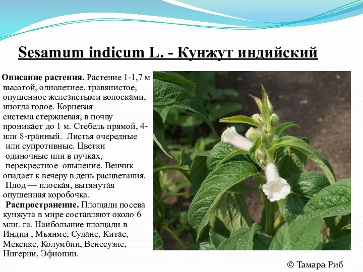 Sesamum indicum L. - Кунжут индийский Описание растения. Растение 1-1,7