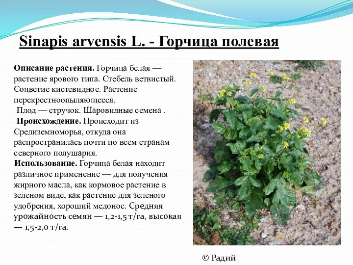 Sinapis arvensis L. - Горчица полевая Описание растения. Горчица белая