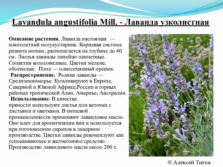 Lavandula angustifolia Mill. - Лаванда узколистная Описание растения. Лаванда настоящая