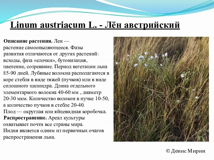 Linum austriacum L. - Лён австрийский Описание растения. Лен —