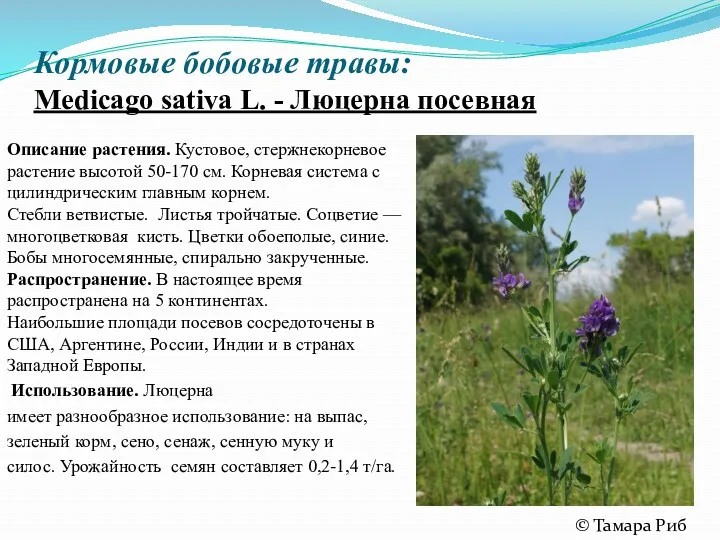 Кормовые бобовые травы: Medicago sativa L. - Люцерна посевная Описание