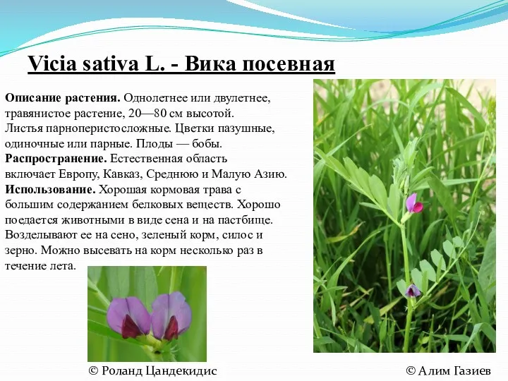 Vicia sativa L. - Вика посевная Описание растения. Однолетнее или