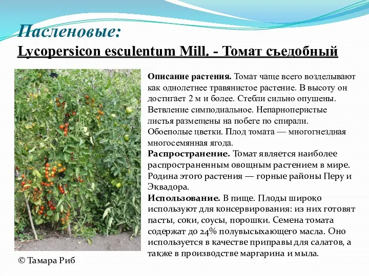 Пасленовые: Lycopersicon esculentum Mill. - Томат съедобный Описание растения. Томат