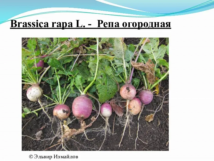 Brassica rapa L. - Репа огородная © Эльвир Измайлов