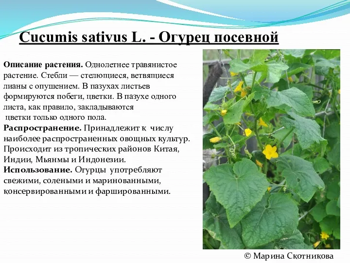 Cucumis sativus L. - Огурец посевной Описание растения. Однолетнее травянистое