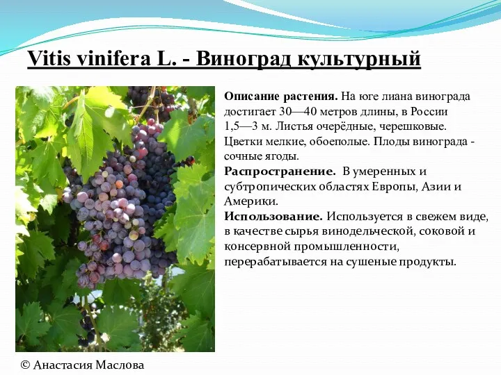 Vitis vinifera L. - Виноград культурный Описание растения. На юге