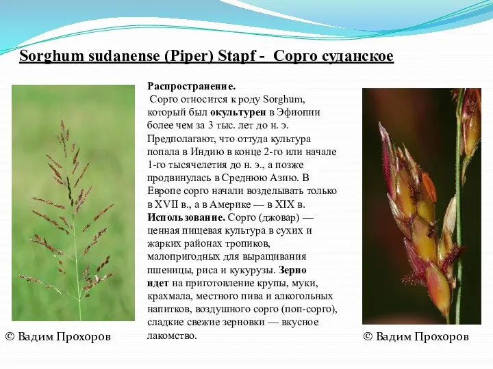 Sorghum sudanense (Piper) Stapf - Сорго суданское © Вадим Прохоров