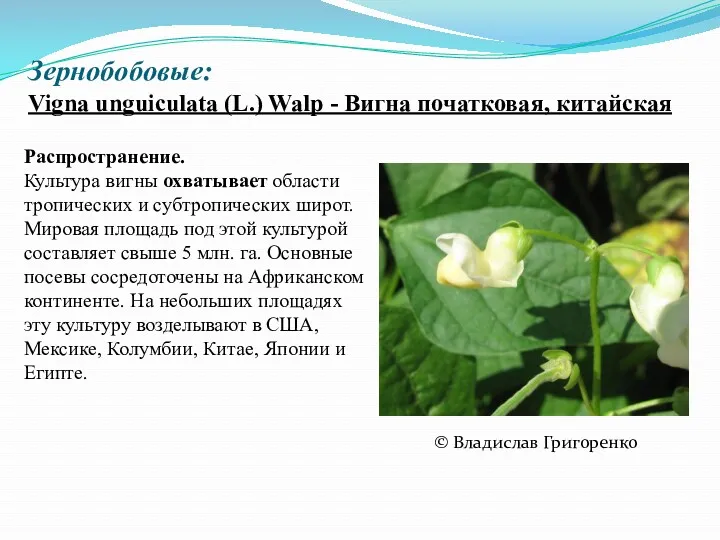 Зернобобовые: Vigna unguiculata (L.) Walp - Вигна початковая, китайская ©