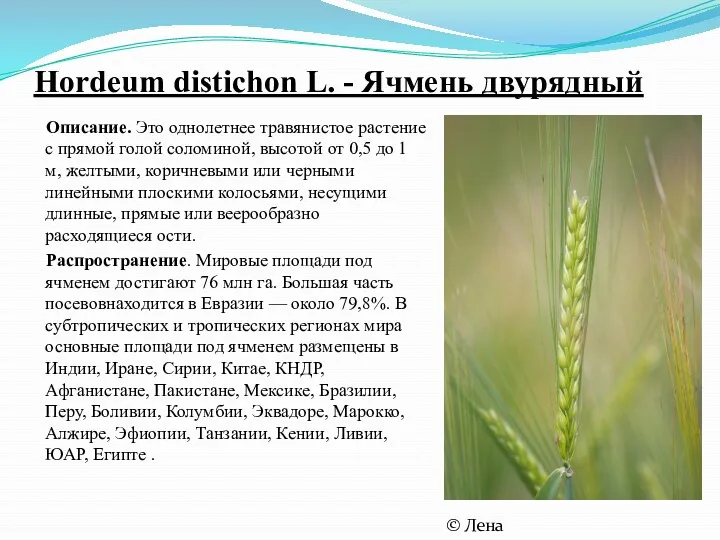 Hordeum distichon L. - Ячмень двурядный Описание. Это однолетнее травянистое