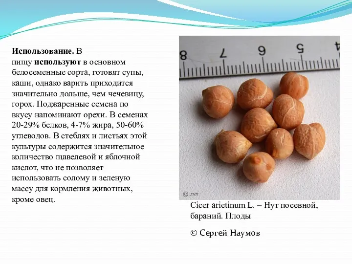 © Сергей Наумов Cicer arietinum L. – Нут посевной, бараний.